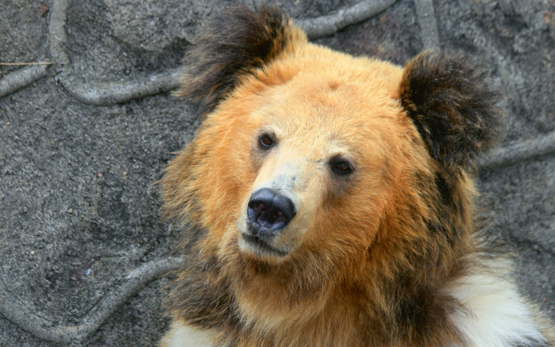 Tibetas lācis.