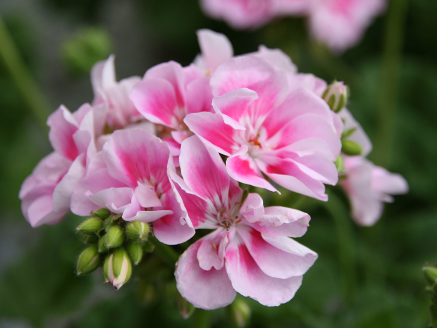 Pelargonijas spēj labi pielāgoties apstākļiem telpā uz palodzes, iztiekot bez papildu apgaismojuma.