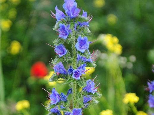 Parastais daglītis (Echium vulgare) ir divgadīgs augs.