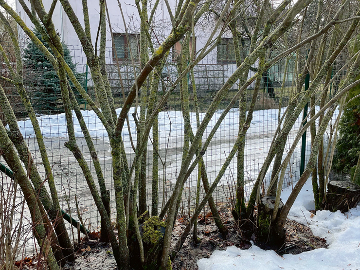 Svarīgi atjaunojošo apgriešanu veikt tieši agri pavasarī – ieejot miera periodā, koka uzkrātās spēka rezerves ir tādas, lai plaucētu visu vainagu.