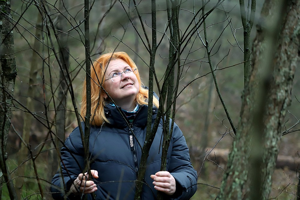 LIFE-IP "LatViaNature" invazīvo sugu eksperte Aiva Bojāre rāda agresīvās svešzemnieces vārpainās korintes (Amelanchier spicata) audzi Ragakāpas dabas parkā Jūrmalā, kuras iznīcināšana šogad tiks turpināta.