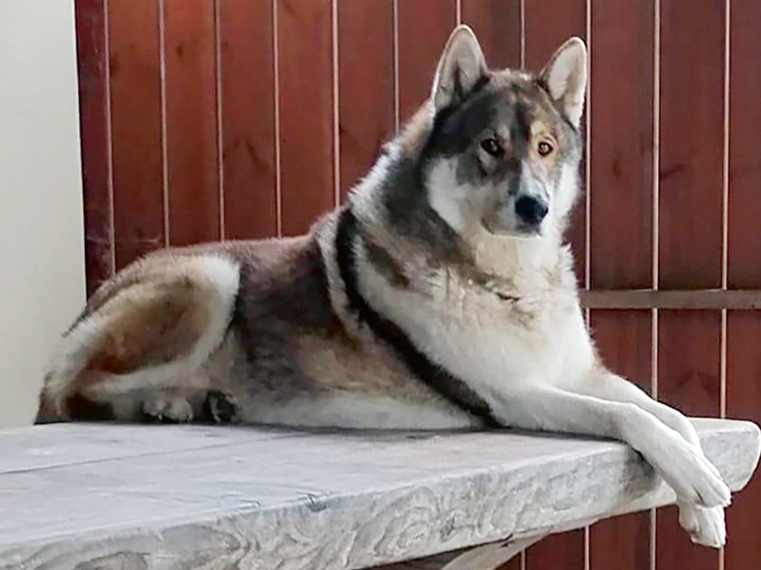 Rietumsibīrijas laika Rio, kas gāja bojā, saslimstot ar Aujeski slimību.