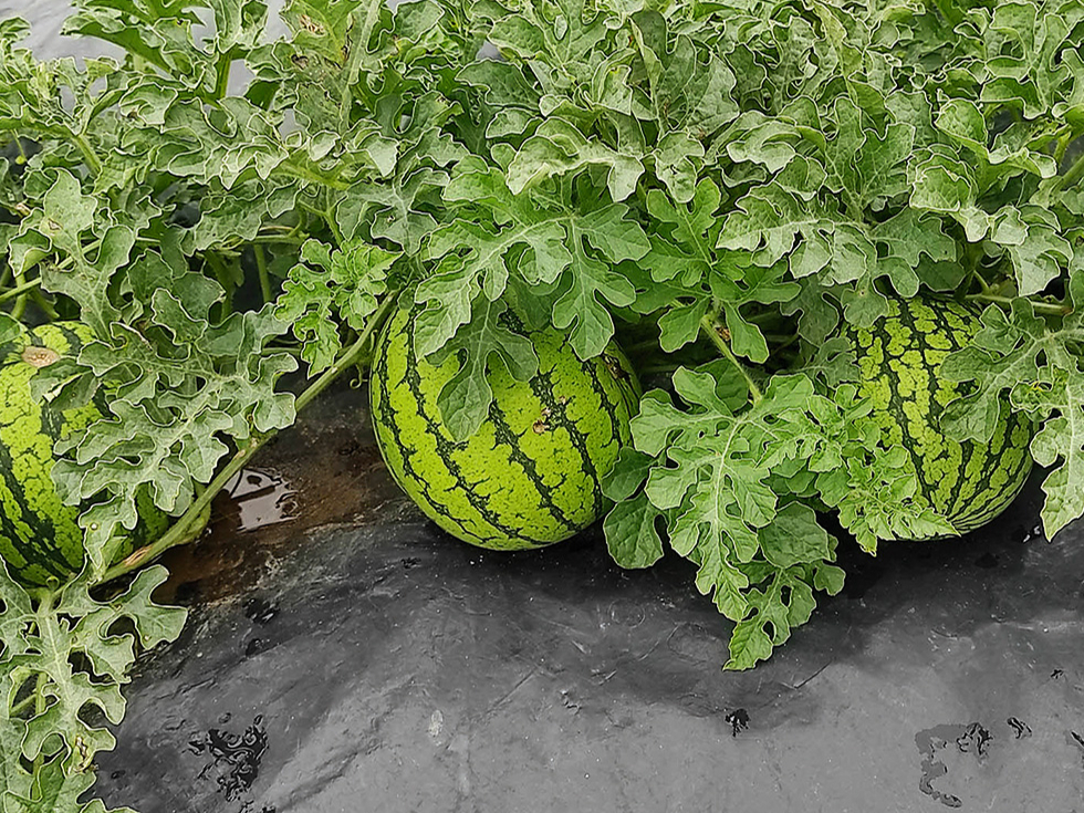 Arbūza ‘Luteo F1’ augļi ir līdz 2 kg smagi.