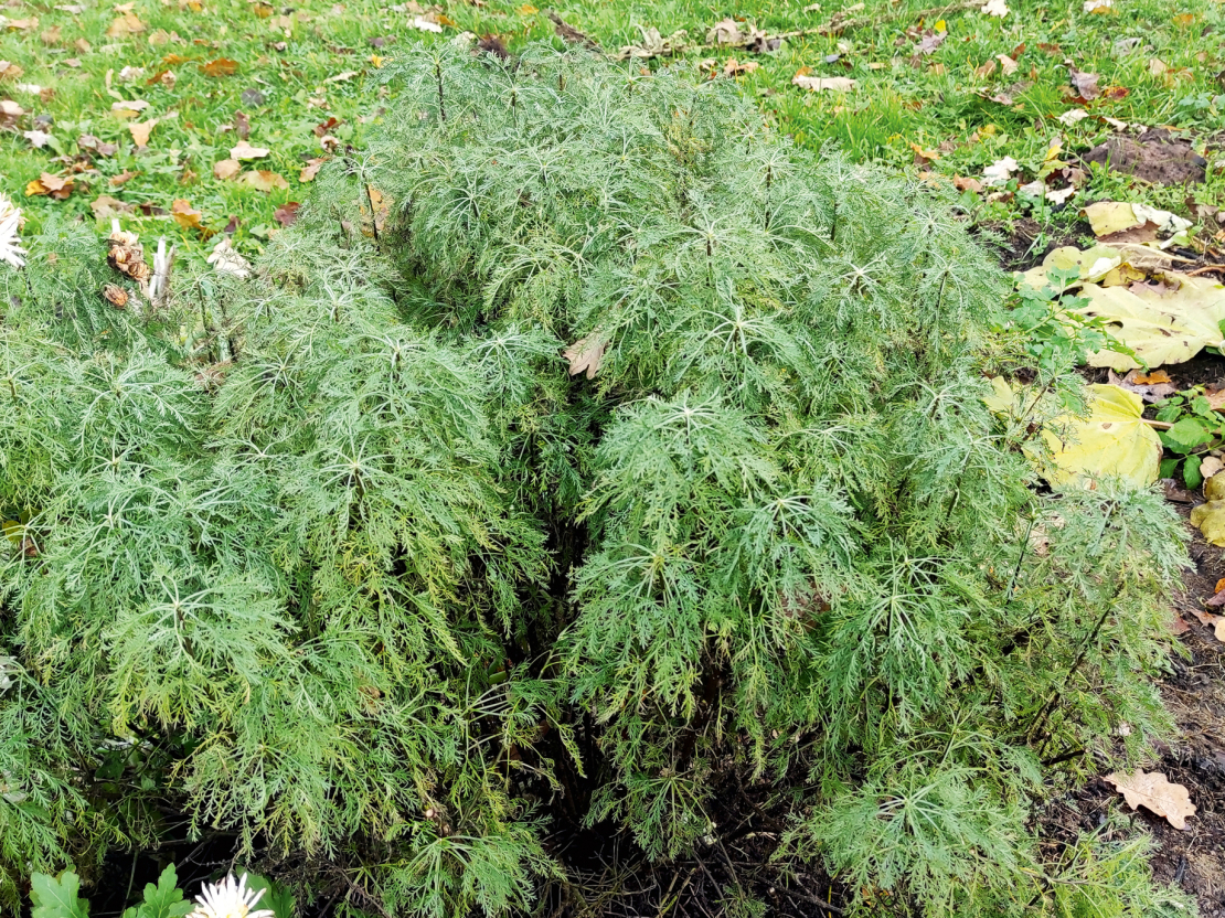 Dievkociņš (latīniskais nosaukums – Artemisia abrotanum) ir spēcīgas ietekmes ārstniecības augs.