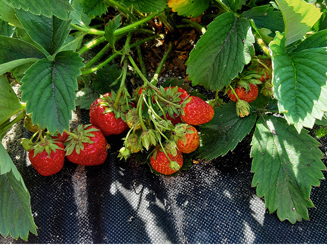 Klasiskā šķirne ‘Zefyr’ agro šķirņu grupā ražīguma ziņā joprojām ieņem pirmo vietu.