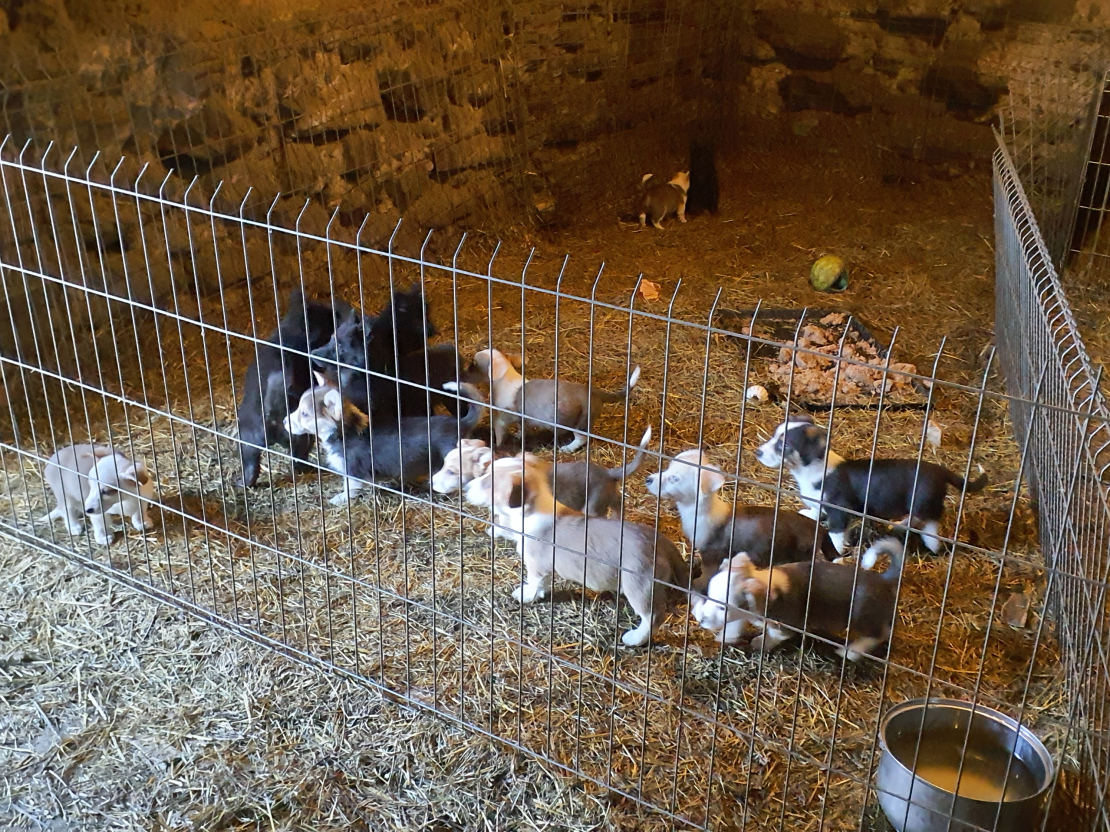 Daži no "Lieldeviņzarē" turētajiem suņiem.