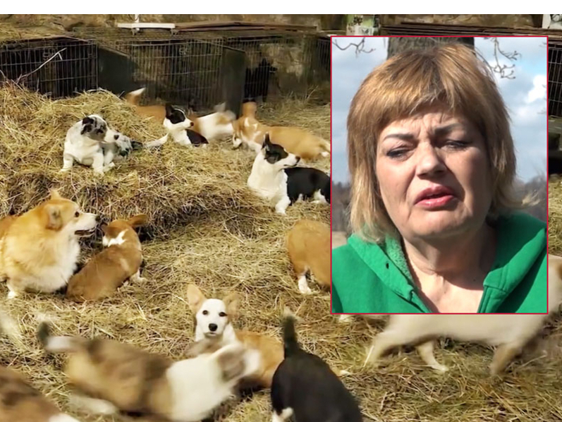 Suņu audzētavas "Lieldeviņzare" saimniece Daiga Maceša.