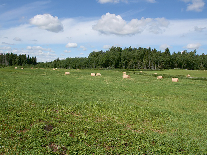 Lielu daļu kūdrāju augsnes Latvijā aizņem zālāji.