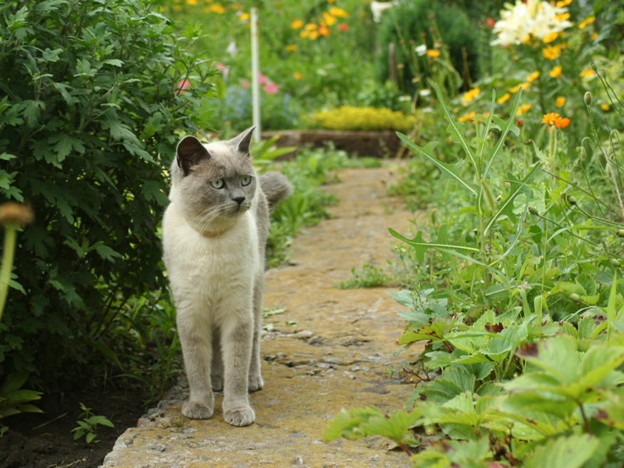 Kaķu melnajā sarakstā ietilpst samtenes, matiolas, pelargonijas, puķu tabaka un lilijas. 