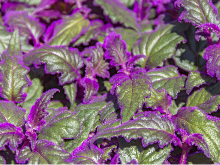 Ginūras lapas ir klātas ar sīkiem, mīkstiem matiņiem, kas veido violetu apsarmi