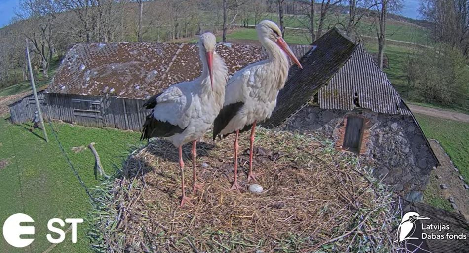 Stārķu ligzda.