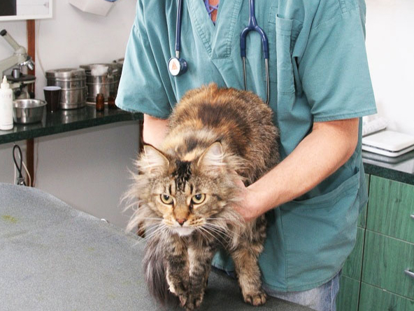 Veterinārārsts. Ilustratīvs foto. 