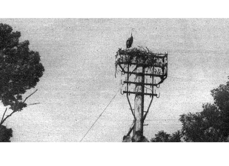 20. gs. 30. gados stārķu ligzdošana telefona stabos skaitījās neparasta.