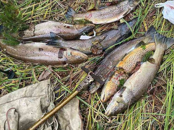 Maluzvejnieka noķertie septiņi taimiņi ar visu duramo.