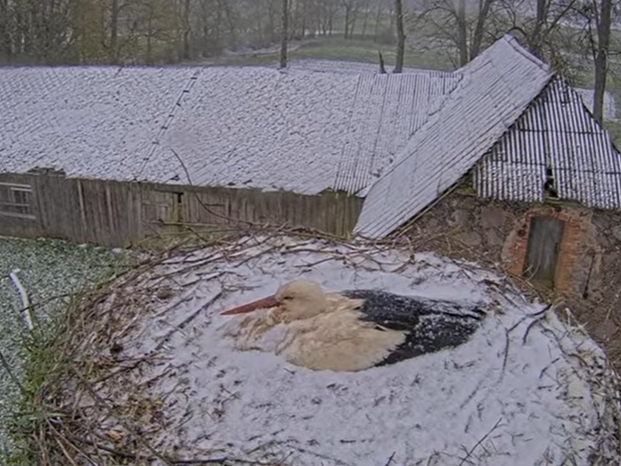Stārķu pāris Mamma un Tuks tās cītīgi perē, spītējot sniegotajiem un vējainajiem laikapstākļiem.