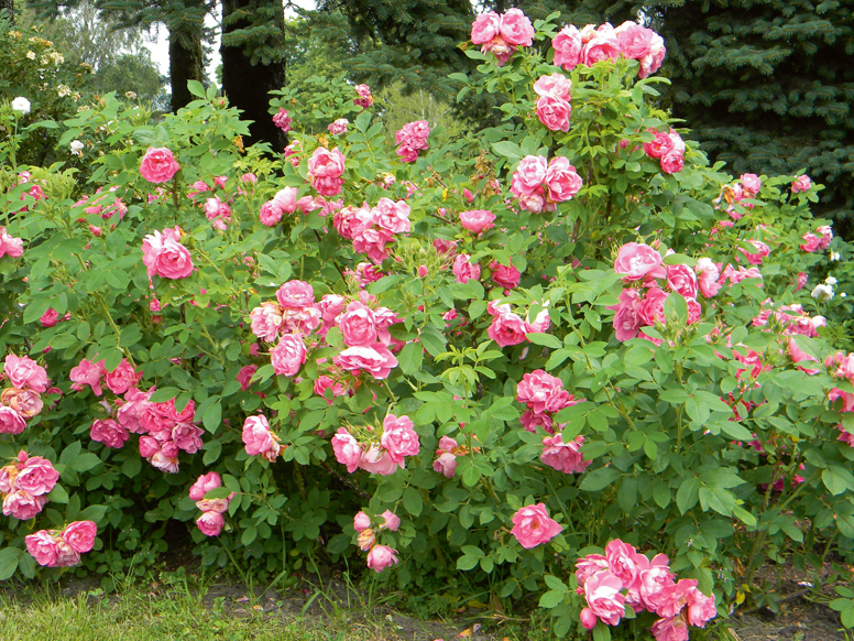 Parka roze 'Zaiga'.