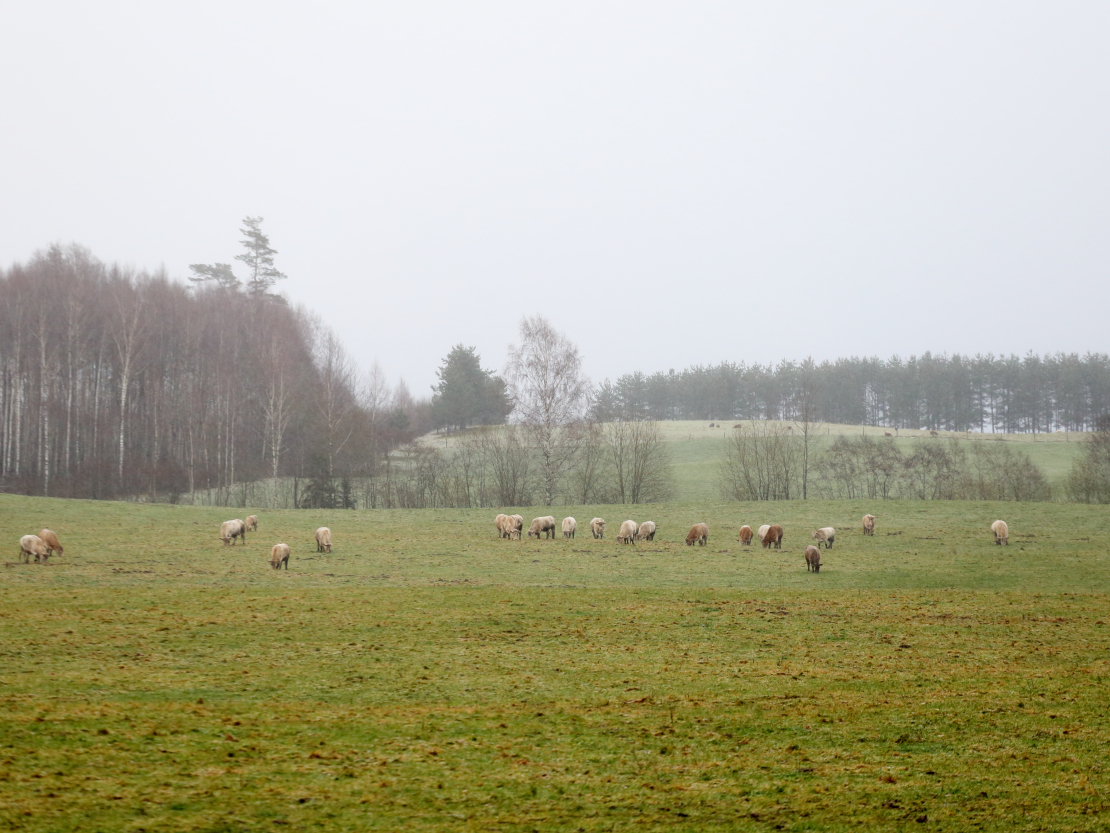 Lauku ainava.