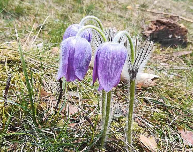 Viens no aizsargājamiem augiem, kura augšanas apstākļi, atjaunojot aizsargājamās dzīvotnes, ir tikuši uzlaboti, ir meža silpurene.