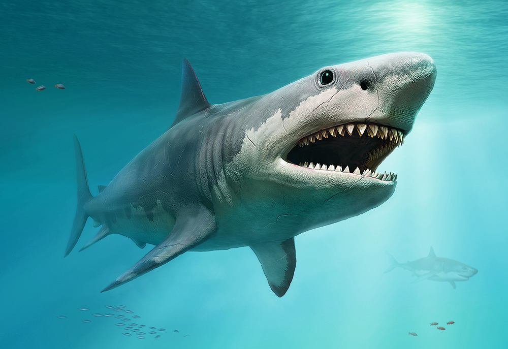 Megalodons.