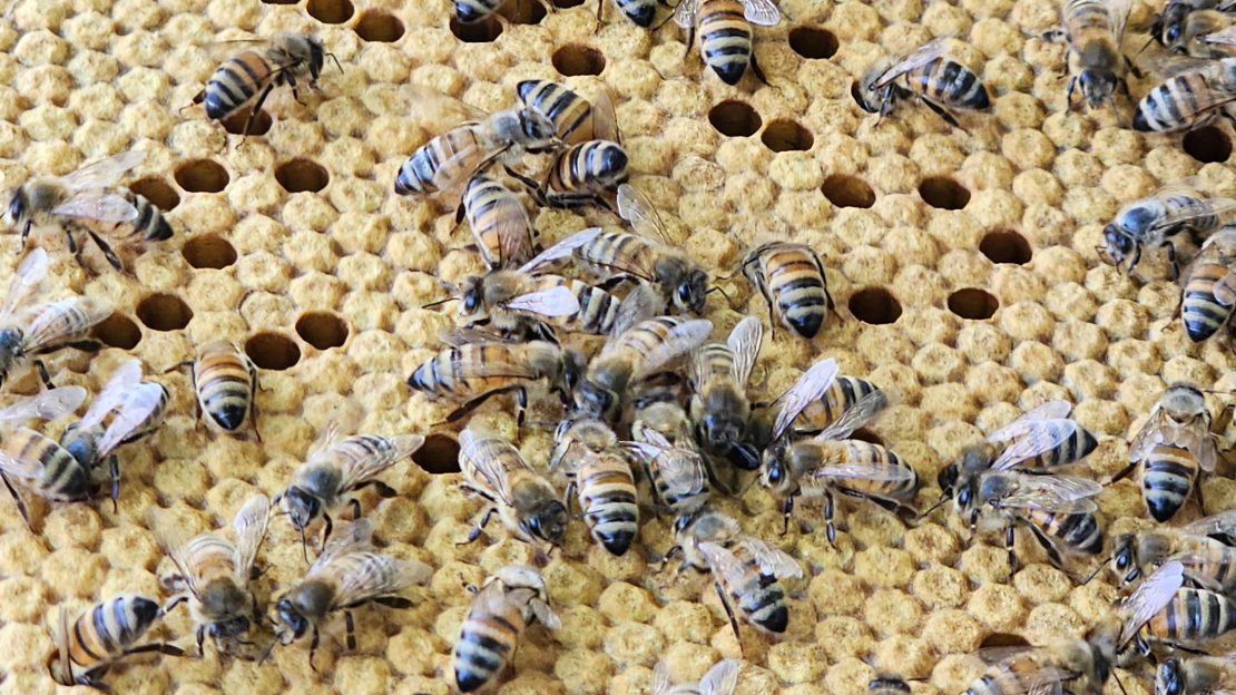 Bites turpina čakli strādāt.
