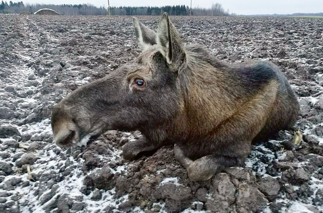 Arī Latvijā ik pa laikam tiek konstatēti dzīvnieki ar neparastu uzvedību. Ja tie ir pieauguši briežveidīgie, pasīvās uzraudzības ietvaros tiek pārbaudīts arī, vai dzīvnieks nesirgst ar novājēšanas slimību. Šis foto no arhīva, kad uz lauka Latvijā konstatēja alni ar netipisku uzvedību. Dzīvnieks pēc tam gāja bojā.