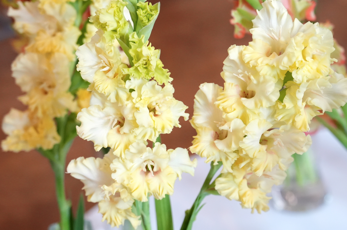 Izstāde "Gladiolas 2024" Latvijas Dabas muzejā.