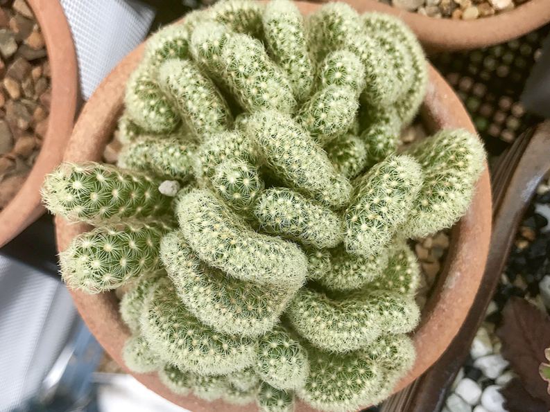 'Mammillaria elongata'