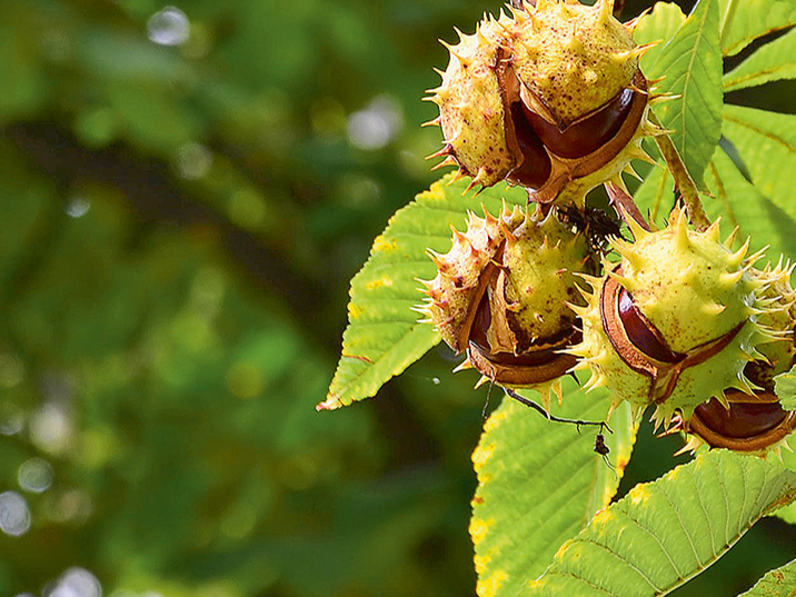 Rudens laiks.