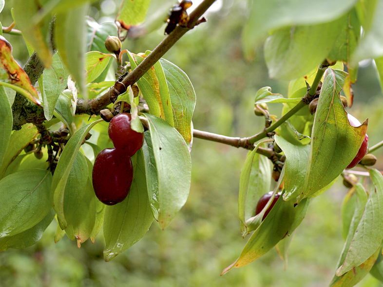 Kizila ogas.