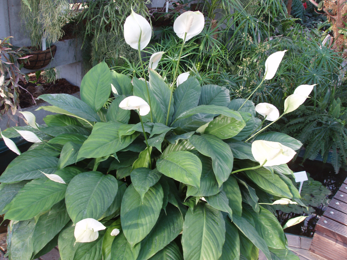 Spatifīla, Spathiphyllum wallisii.