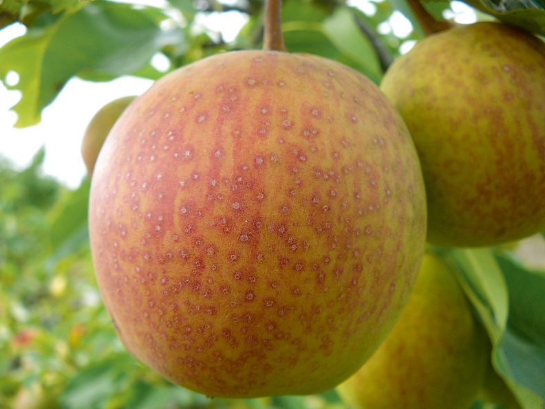 ‘Tem-Bo-Li’ šķirnes bumbieri.