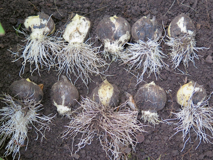 No lielā sīpolu kamola tagad būs desmit jauni. Labāk būtu pārstādīt agrāk – drīz pēc noziedēšanas un lapu nokalšanas, kamēr vēl nav sakņu. Taču to var darīt arī tagad – izrok un tūliņ pārliek jaunā vietā. Sīpoli ir ļoti izturīgi.