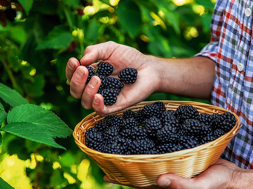 Kazenes ne tikai ir garšīgas, bet arī veselīgas – tās satur A vitamīnu, kalciju, kāliju, magniju, varu un dzelzi.