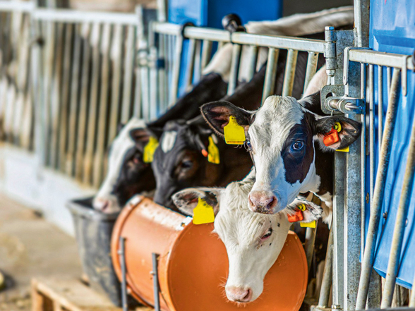 'CowManager Youngstock' sensori.