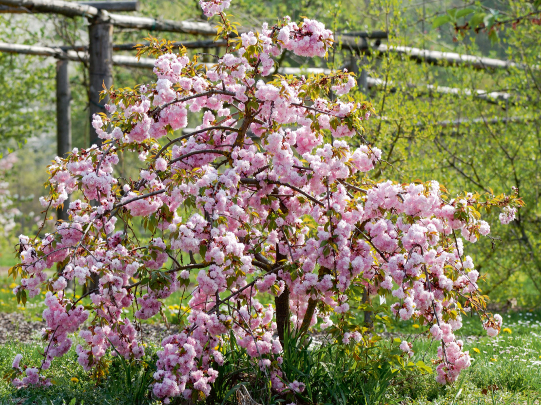 ‘Kiku-shidare-zakura’