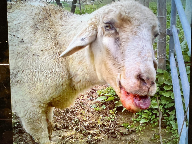 Attēlā - zilās mēles slimība aitai. Slimība ir bīstama ar tās straujo izplatību un ar to, ka slimajiem dzīvniekiem nav specifiskas ārstēšanas metodes,