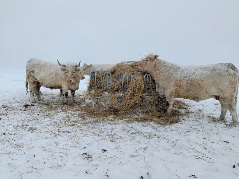 Šarolē šķirnes gaļas liellopi ir adaptējušies Latvijas dažkārt skarbajiem ziemas laika apstākļiem.
