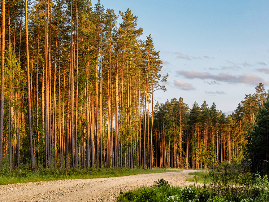 Pārdodot kokmateriālus vai sniedzot ciršanas tiesību piešķiršanas pakalpojumus vismaz divas reizes 12 mēnešu periodā, jāraugās, vai tiek pārsniegts 50 000 eiro slieksnis. 