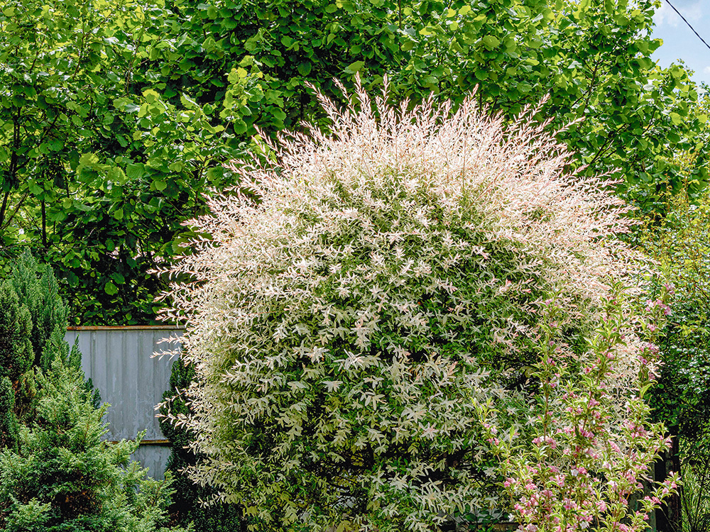 Gludmalu kārkls ‘Hakuro Nishiki’.