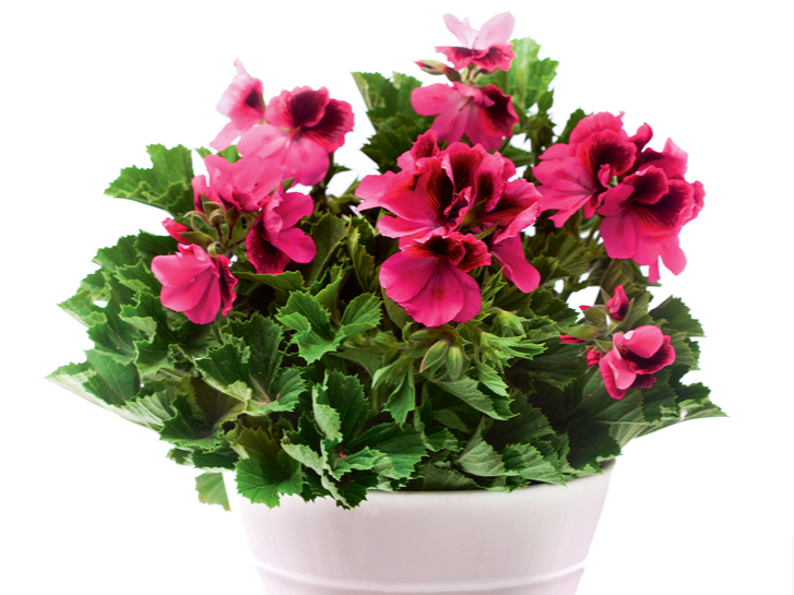Pelargonijas.