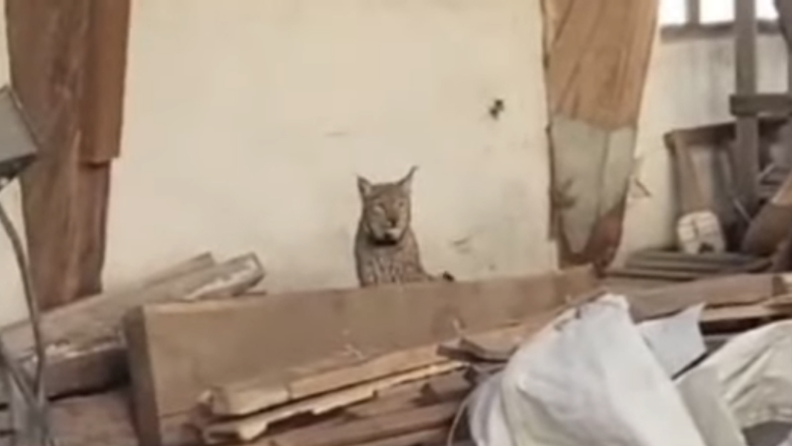 Tiktok video: apmaldījies lūsis.