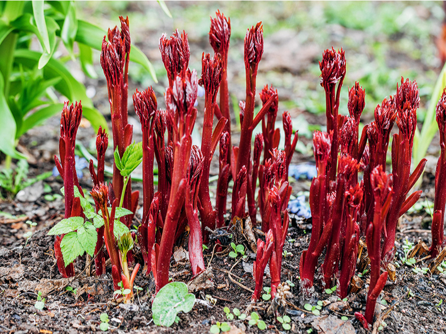 Peonijas pavasarī.