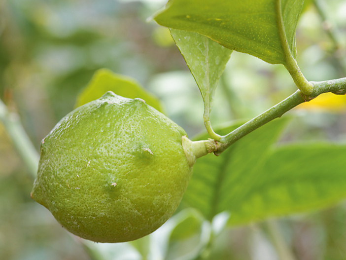 Citronkociņš.
