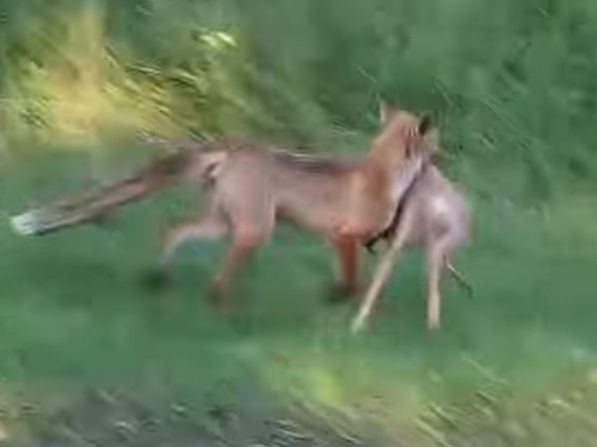 Lapsa nes stirnas kazlēnu.