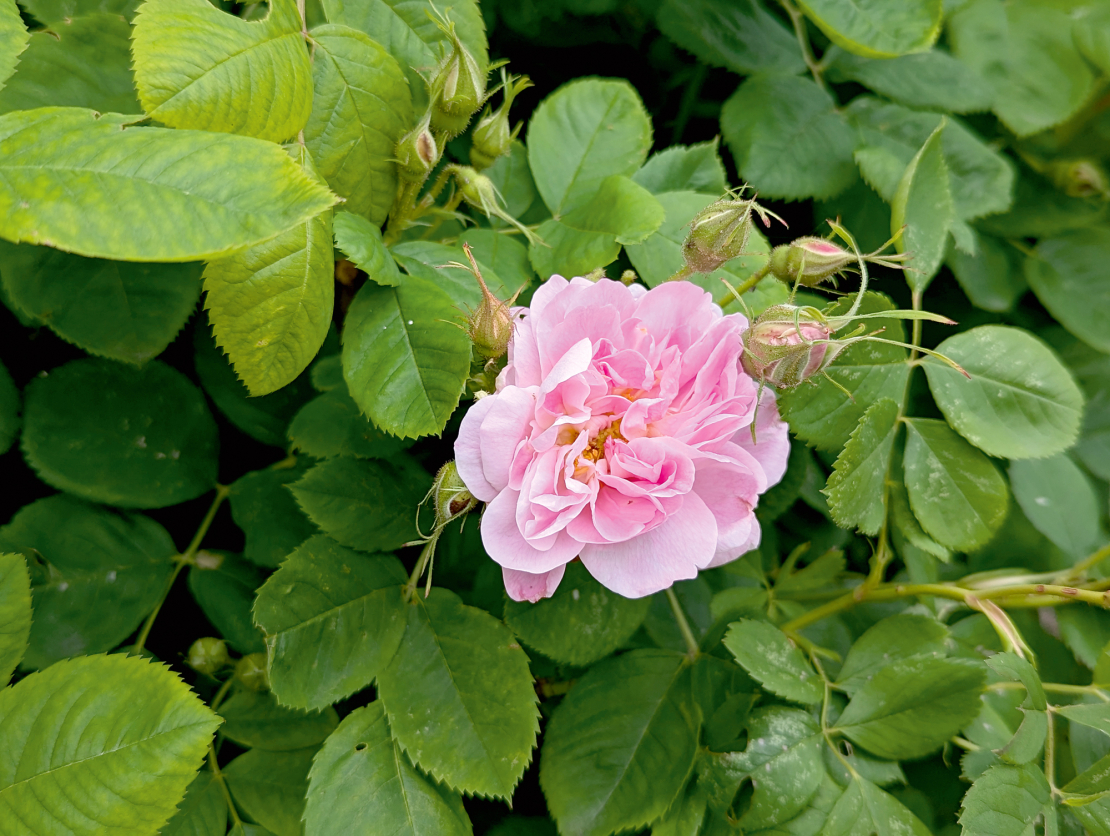 Rosa majalis 'Foecundissima', kas aug Cēsu pils teritorijā. Izcelsme no Ungurmuižas, datējums ap 16. gs. beigām, 17. gs. sākumu.