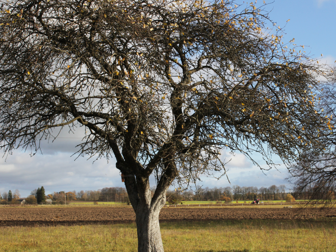 Vectēva stādītā ābele 'Filippa'.