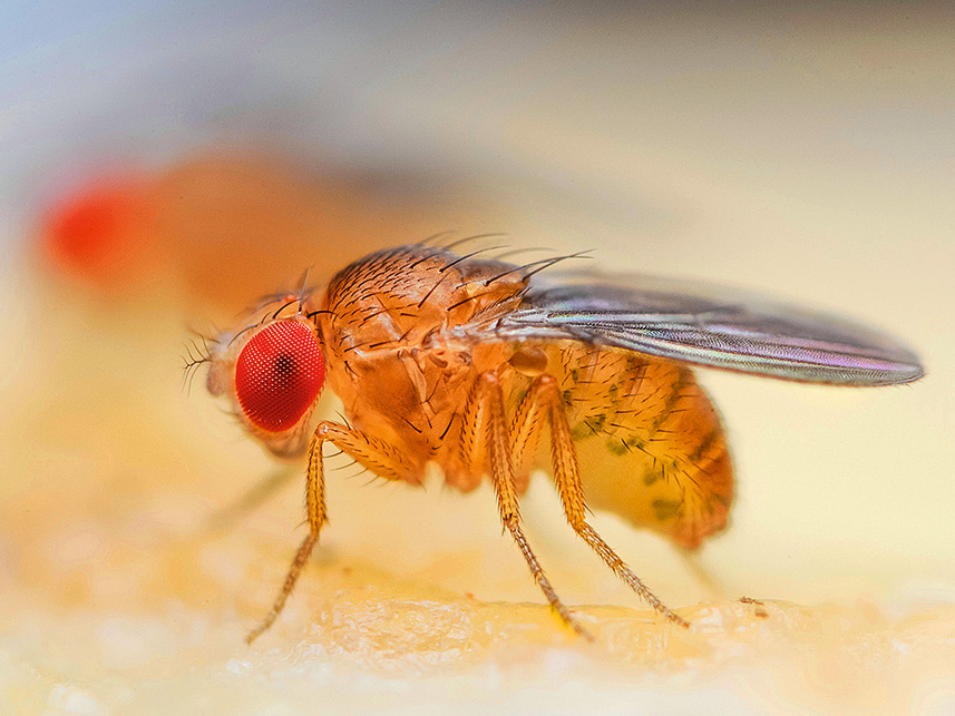 Drozofilas.