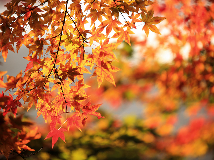 Rudens laiks.