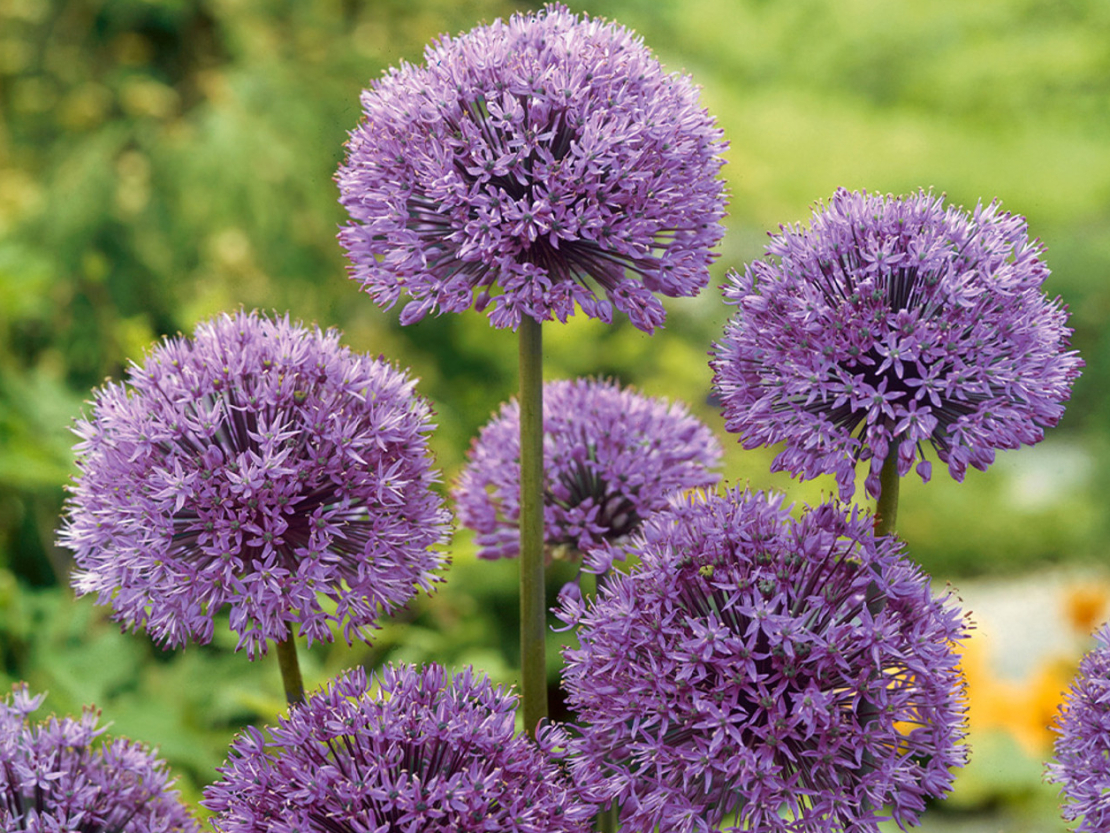 'Allium Aflatun' jeb dekoratīvais sīpols.