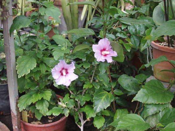 Sīrijas hibisks.